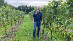 Edwin-Kleijn-van-de-Catharinahoeve-in-Waterlandkerkje-proeft-een-van-zijn-druiven-foto-Omroep-Zeeland