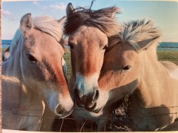 de nieuwe garde. Deze foto werd gemaakt door Kees de Kraker