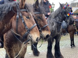 de Burghse paarden van Ron Brink zag u ook vaak langskomen bij mijn berichten