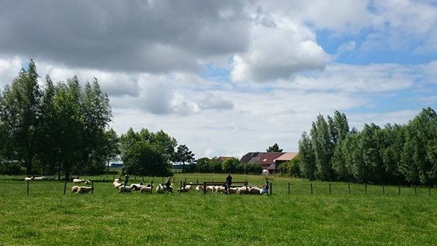 in de schapenwei donkere wolken